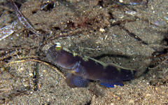 Cryptocentrus fasciatus