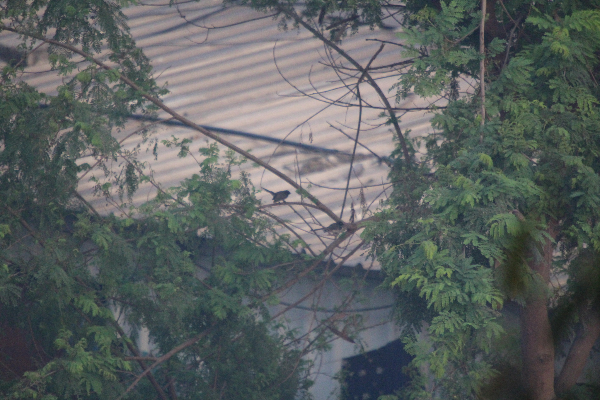 White-spotted Fantail (Rhipidura albogularis), photo 3