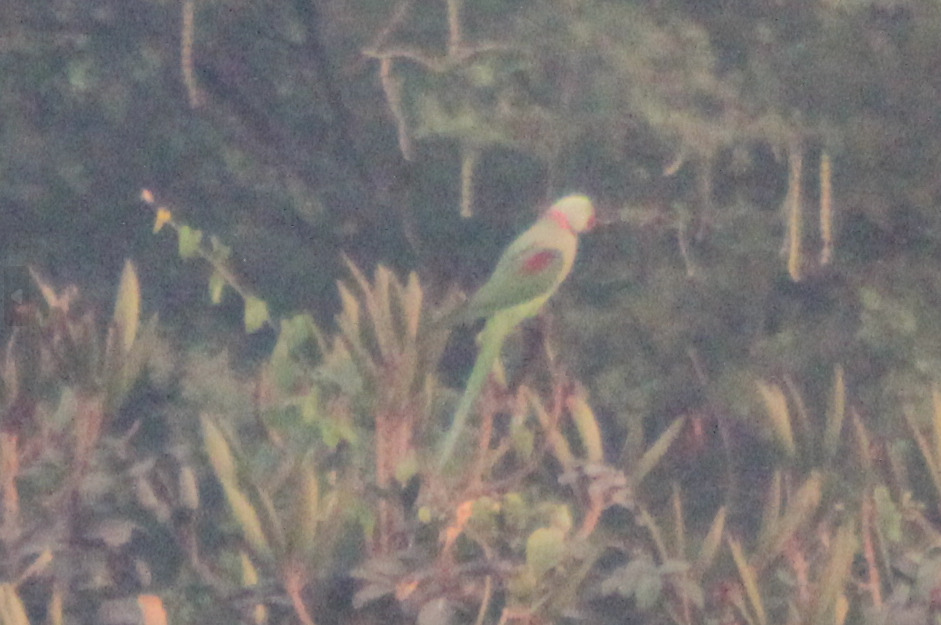 Alexandrine Parakeet (Psittacula eupatria), photo 7