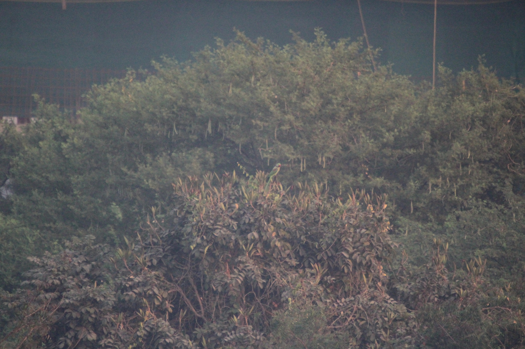 Alexandrine Parakeet (Psittacula eupatria), photo 8