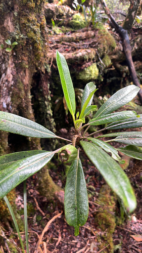 Clermontia arborescens observed 2025-12-27