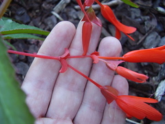 Begonia boliviensis