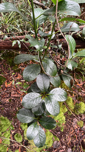 Ilex anomala observed 2025-12-27