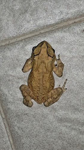 Duttaphrynus melanostictus