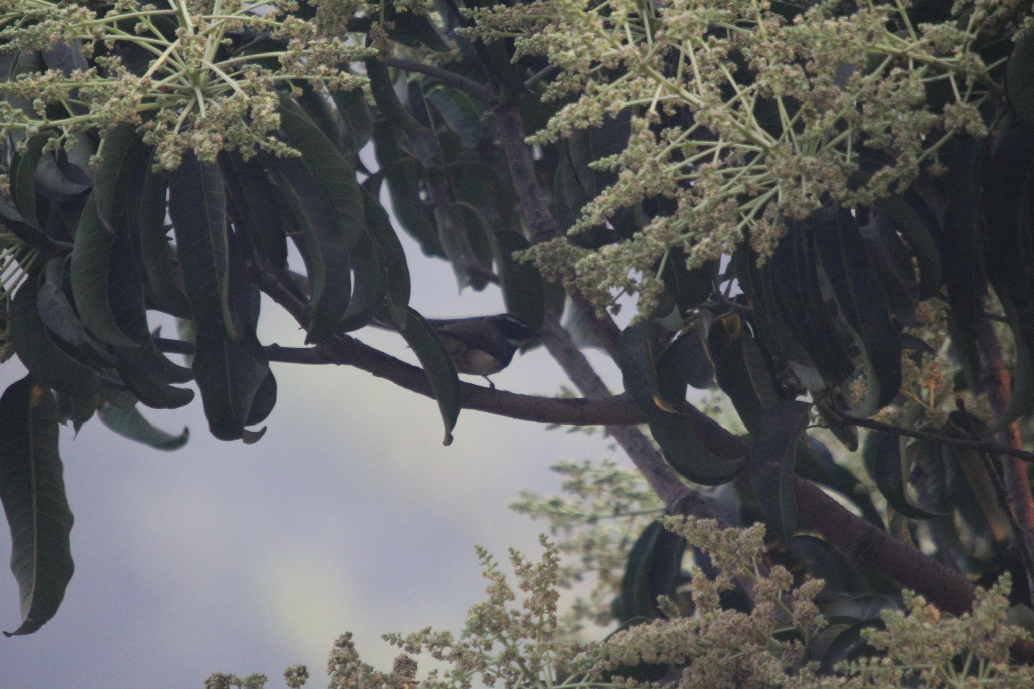 White-spotted Fantail (Rhipidura albogularis), photo 4