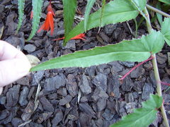 Begonia boliviensis