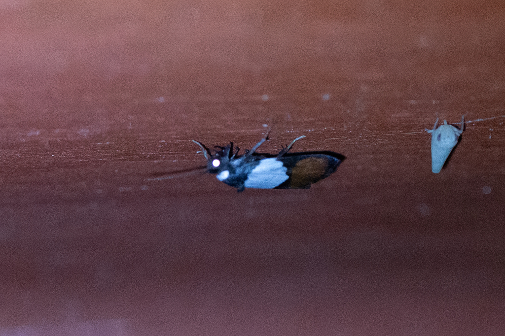 Neoscaptia albicollis