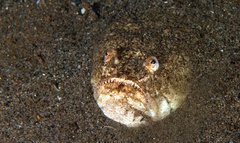 Uranoscopus sulphureus