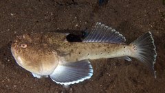 Uranoscopus sulphureus