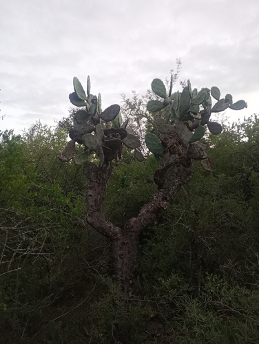Opuntia quimilo, photograph 4