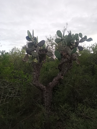 Opuntia quimilo, photograph 5