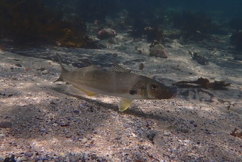 Blue-nose (Sillago ciliata) — Sillaginidae — 5