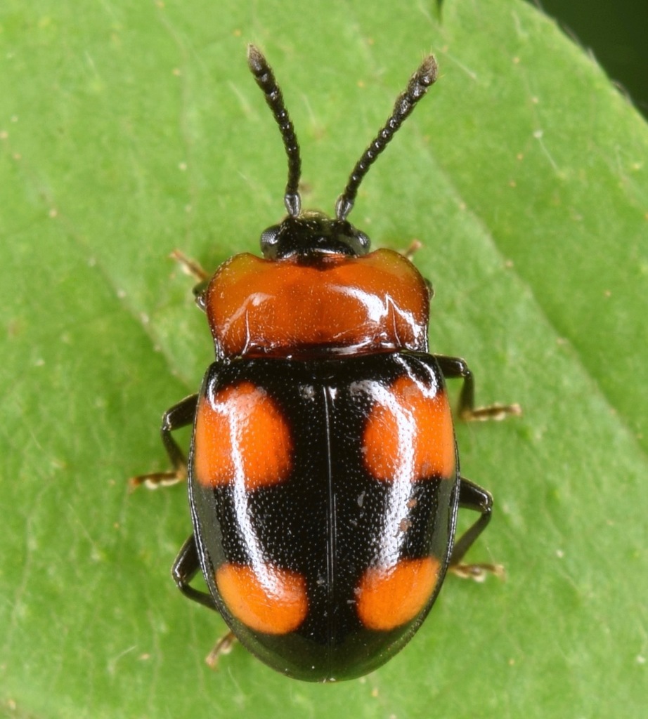 Mycetina perpulchra