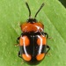 Mycetina perpulchra - Photo (c) skitterbug, algunos derechos reservados (CC BY), subido por skitterbug