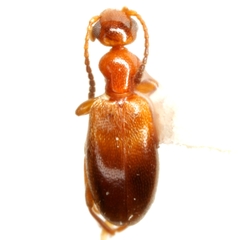 Ischyropalpus subtilissimus