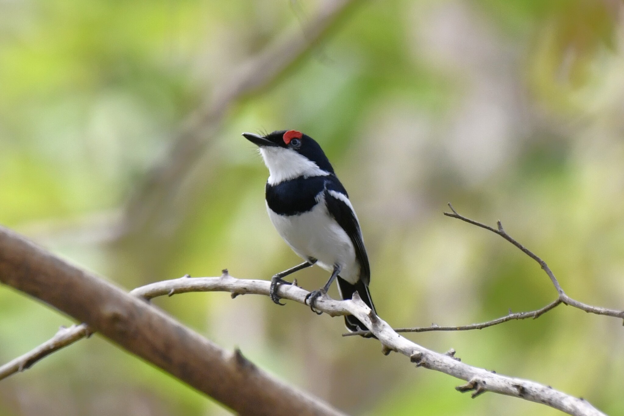 Brown-throated Wattle-eye (Platysteira cyanea), photo 5