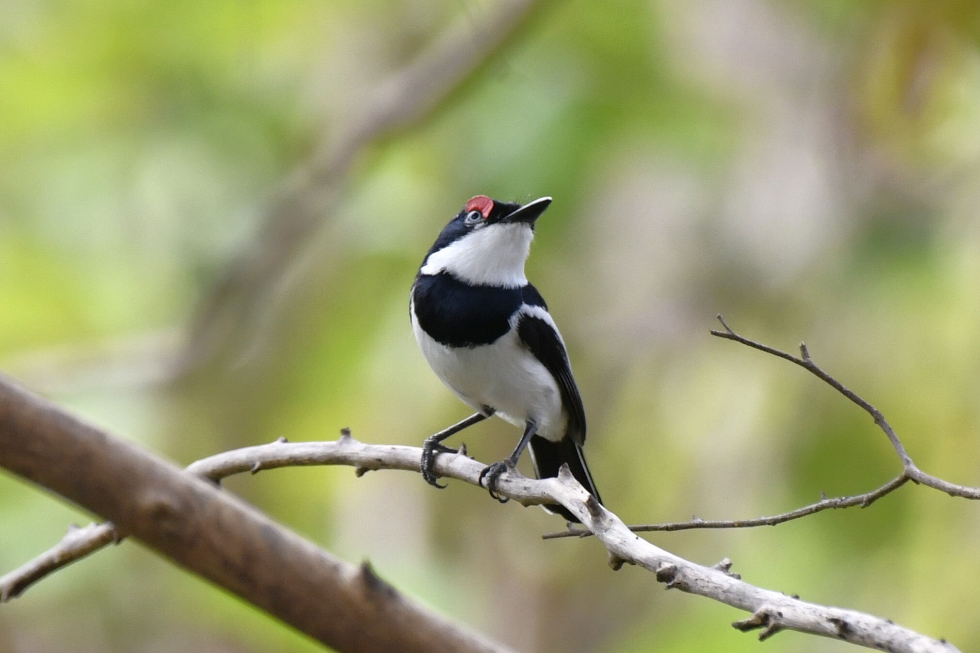 Brown-throated Wattle-eye (Platysteira cyanea), photo 3