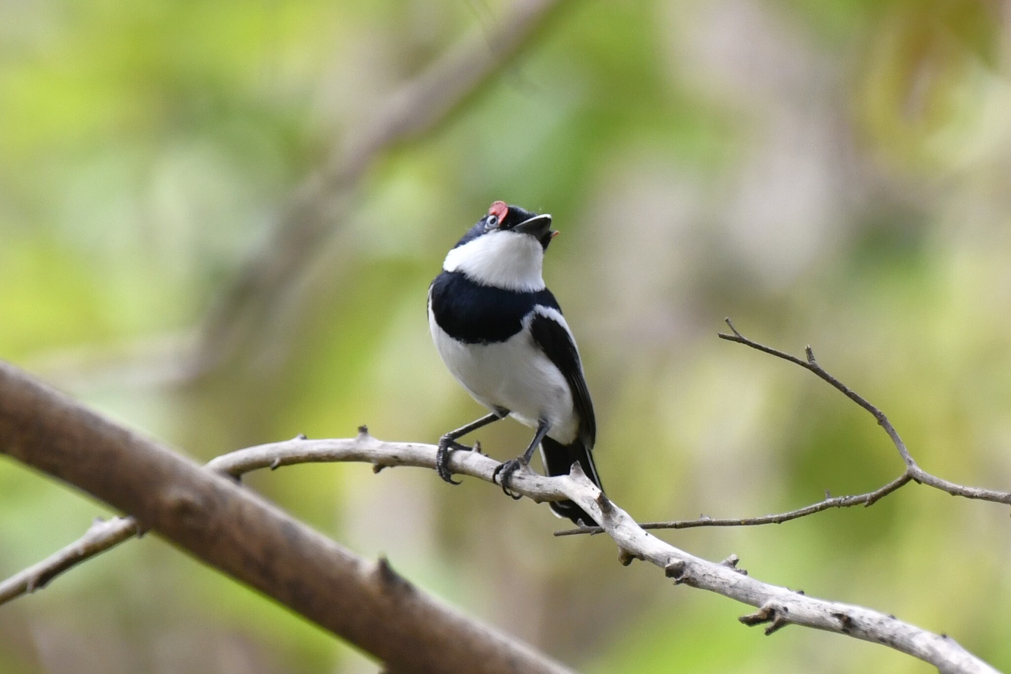 Brown-throated Wattle-eye (Platysteira cyanea), photo 6