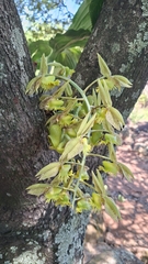 Catasetum fimbriatum, photograph (c) Miguel Grageda, some rights reserved (CC BY)