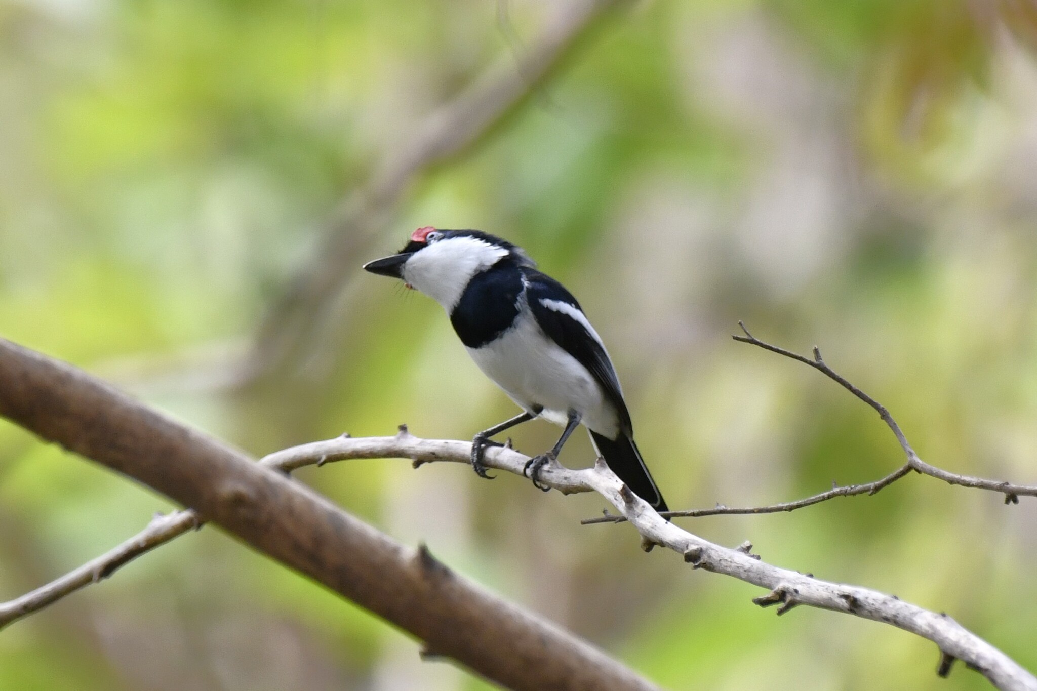 Brown-throated Wattle-eye (Platysteira cyanea), photo 4