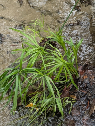 Foto de Junco-d'água