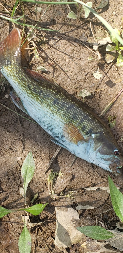 Roodoog-baars (Micropterus coosae) — Centrarchidae