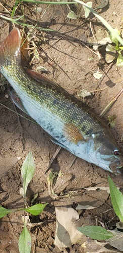 Redeye bass (Micropterus coosae) — Centrarchidae