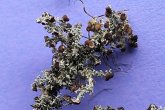 Stereocaulon dactylophyllum