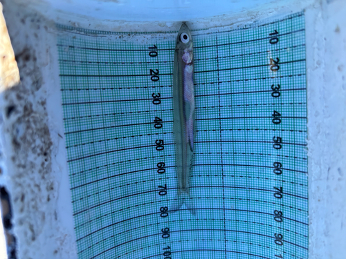 Whitebait smelt (Allosmerus elongatus) — Osmeridae — 4