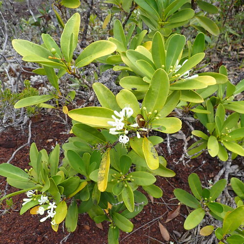 Coelospermum crassifolium observed 2026-01-13
