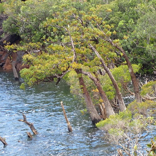 Retrophyllum minus observed 2026-01-13
