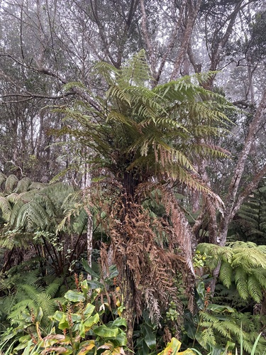 Dicksonia squarrosa observed 2026-01-13