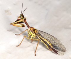 Spaminta minjerribae