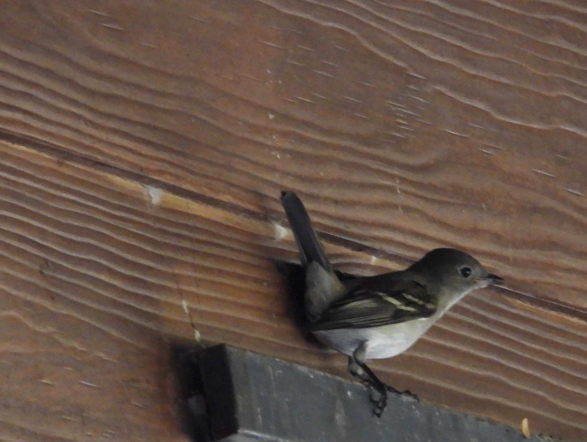 White-crested Elaenia (Elaenia albiceps), photo 3