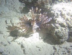 Lionfish