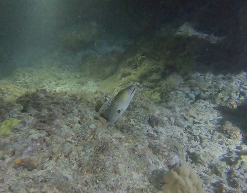 Giant Moray