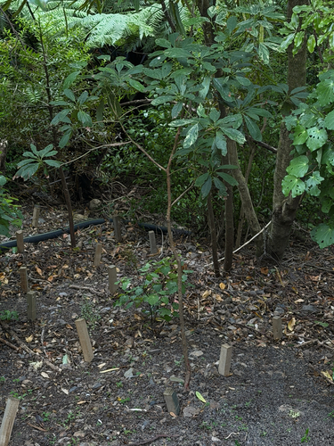 Foto de Abacate