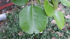 Pterocarpus santalinus