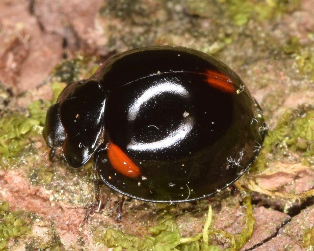 Three-spotted Lady Beetle