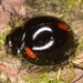 Thrice-struck Lady Beetle - Photo (c) skitterbug, some rights reserved (CC BY), uploaded by skitterbug