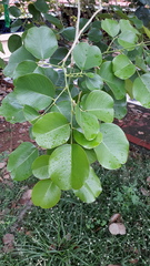 Pterocarpus santalinus