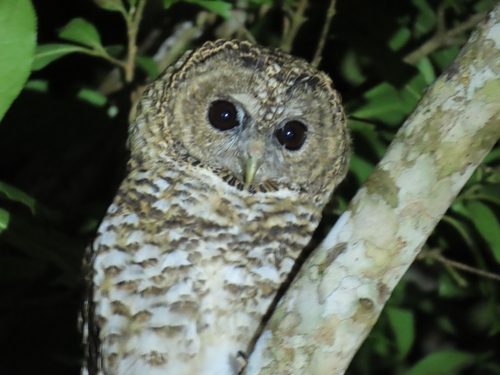Rusty-barred Owl (Strix hylophila)