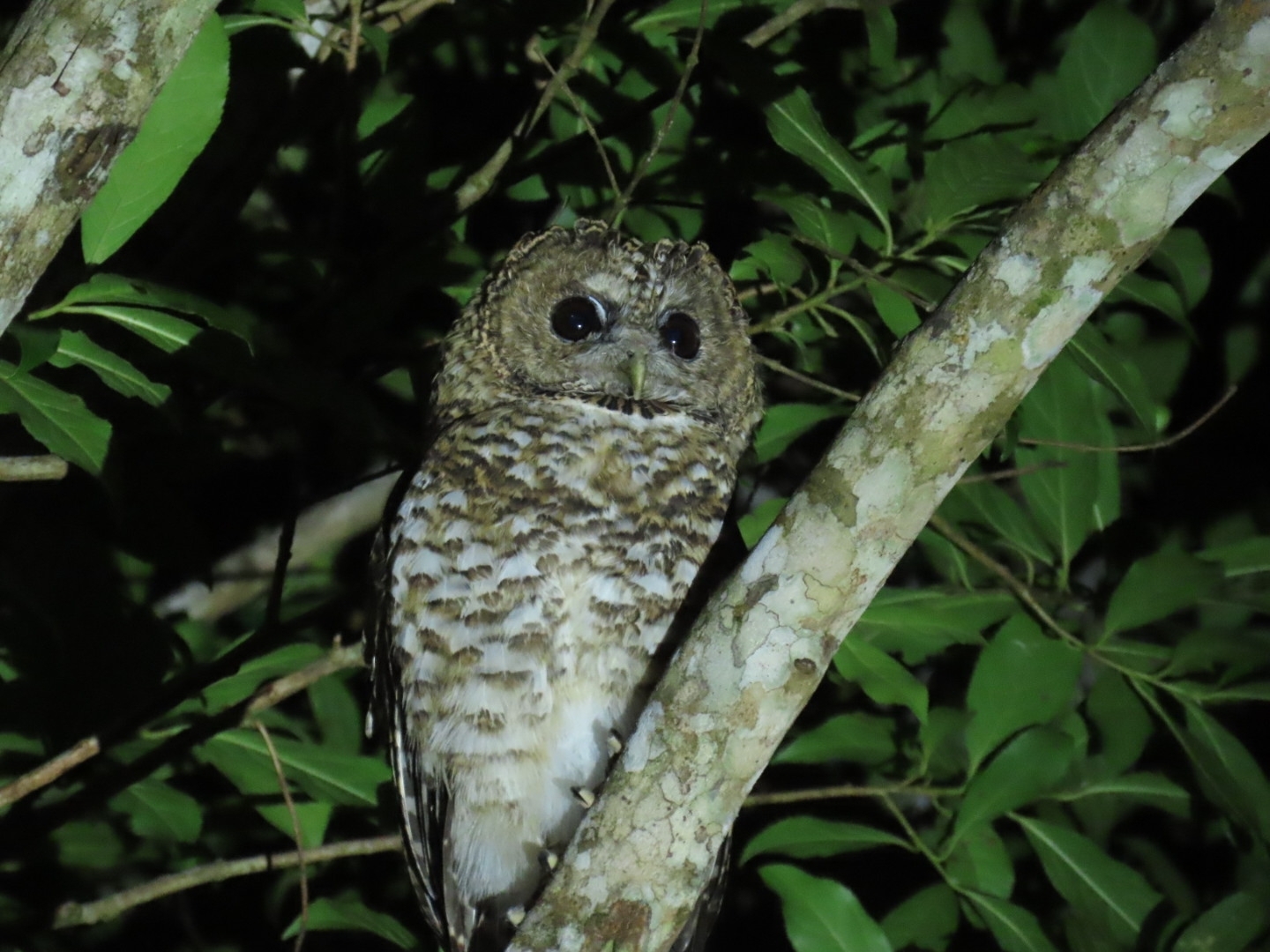 Rusty-barred Owl (Strix hylophila), photo 2