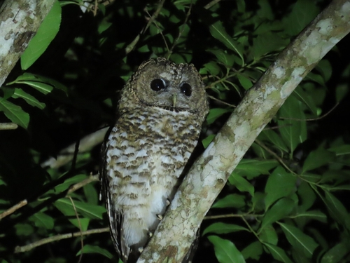 Rusty-barred Owl (Strix hylophila), photo 6