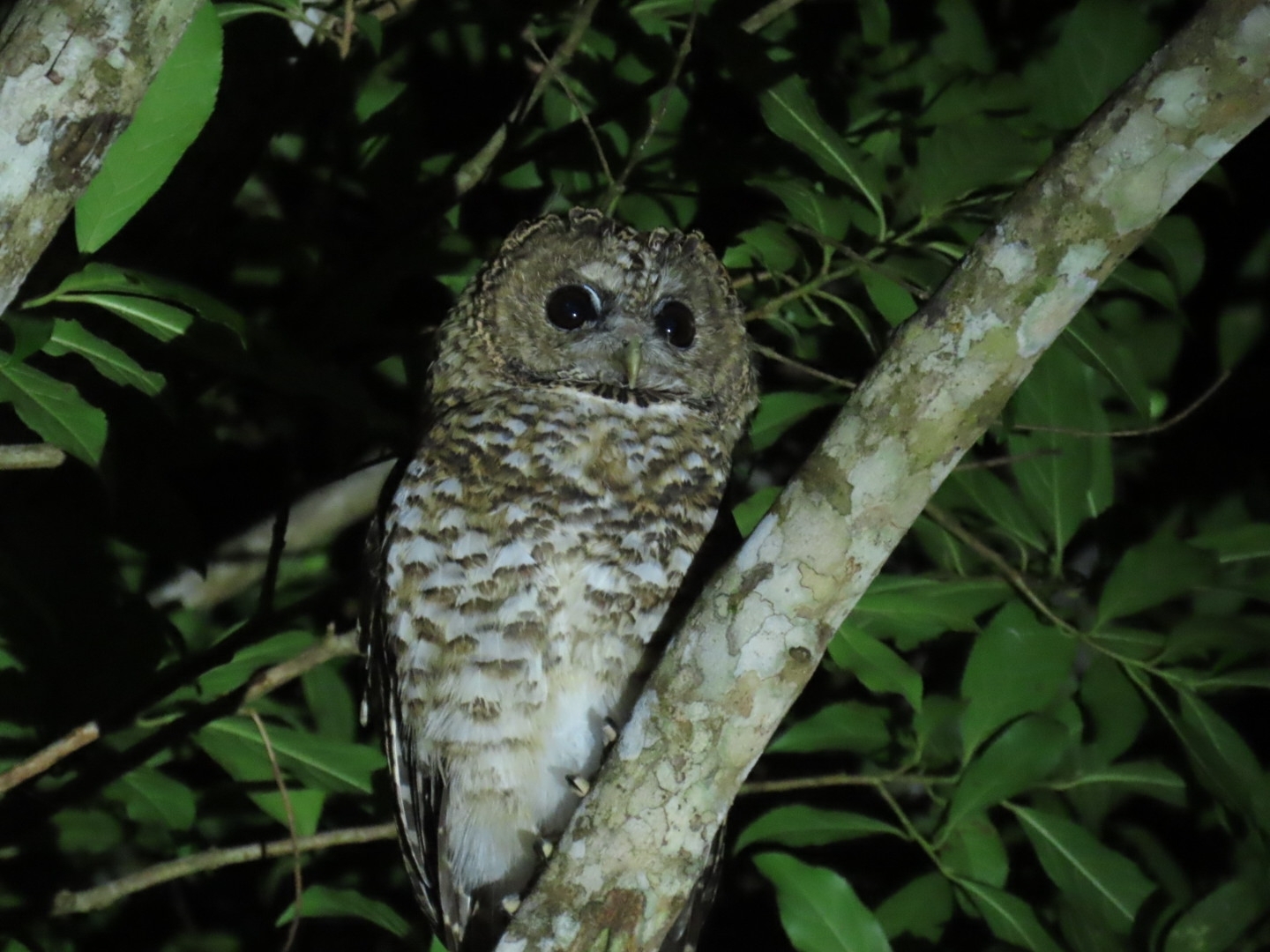 Rusty-barred Owl (Strix hylophila), photo 7