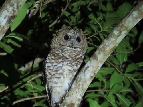 Rusty-barred Owl (Strix hylophila), photo 7