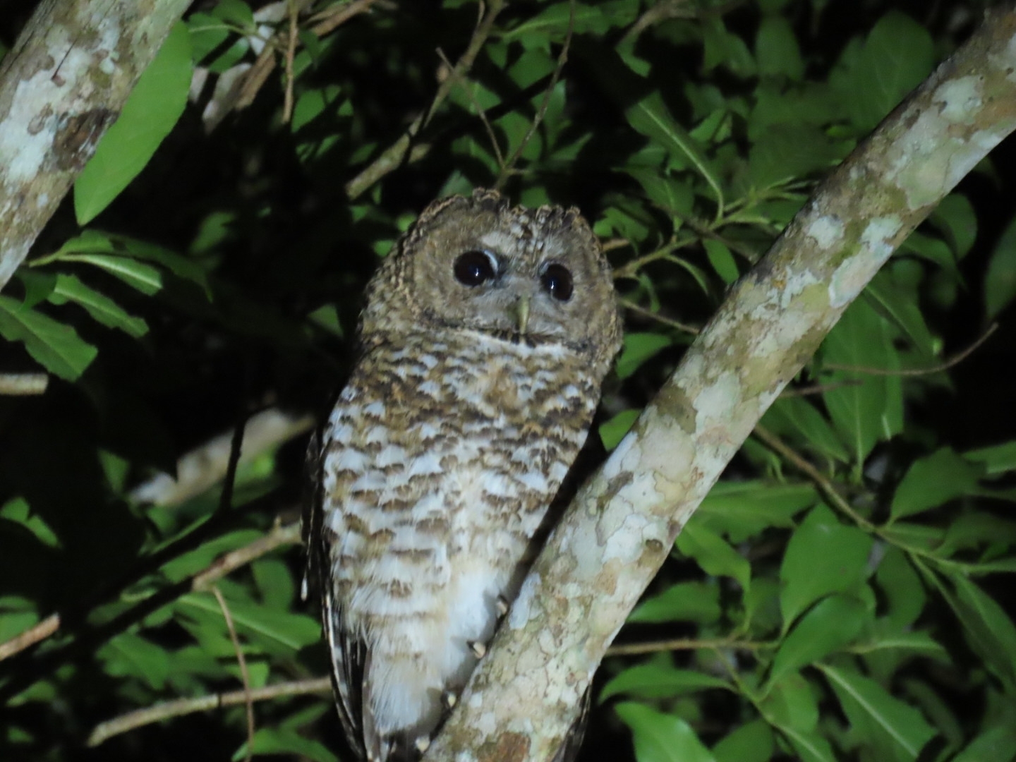 Rusty-barred Owl (Strix hylophila), photo 8