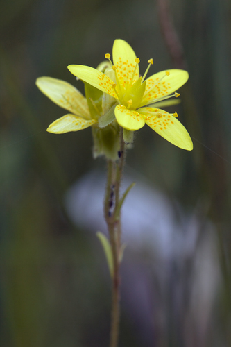 Marsh Saxifrage