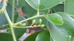 Pterocarpus santalinus