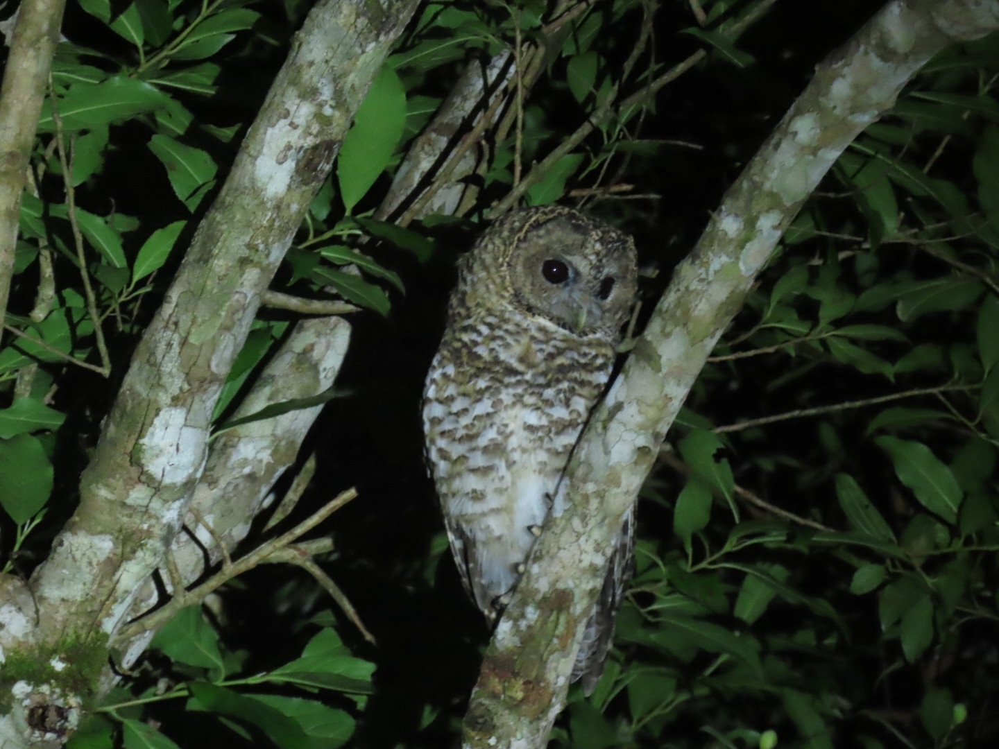 Rusty-barred Owl (Strix hylophila), photo 9
